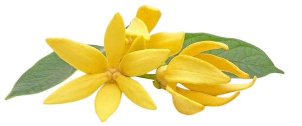 Olejek eteryczny YLANG YLANG 7 ml